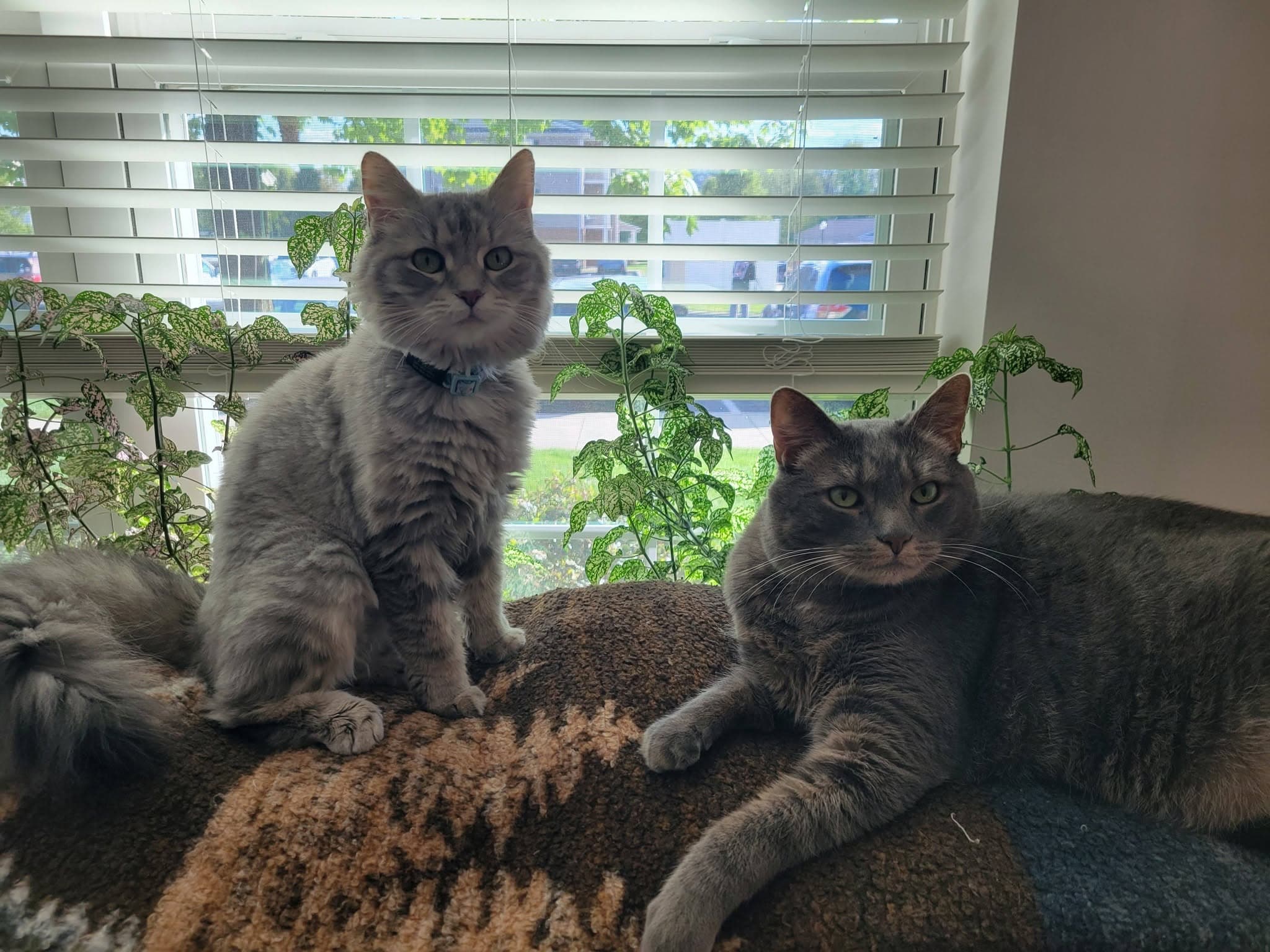 Two gray tabby cats cared for by Sittin' Pretty Pet Grooming