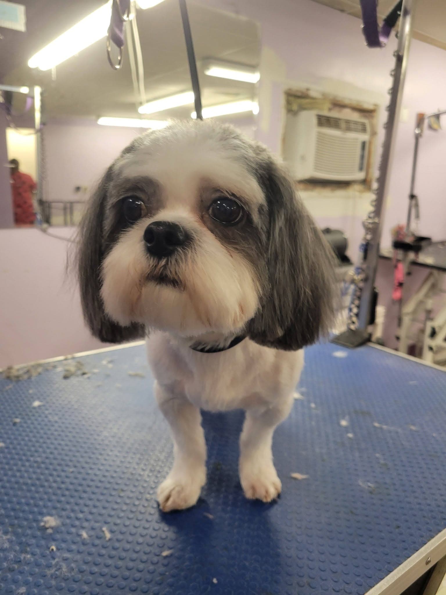 Groomed gray and white Shih Tzu at Sittin' Pretty Pet Grooming