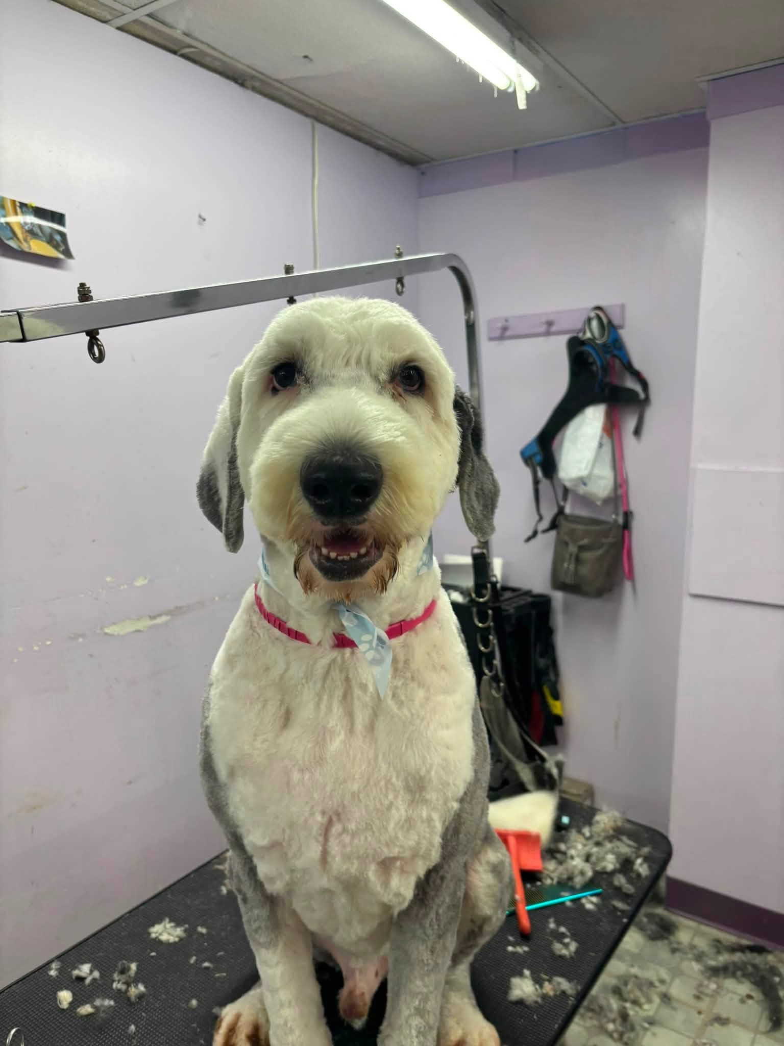 Groomed Old English Sheepdog-type dog wearing a blue bandana at Sittin' Pretty Pet Grooming
