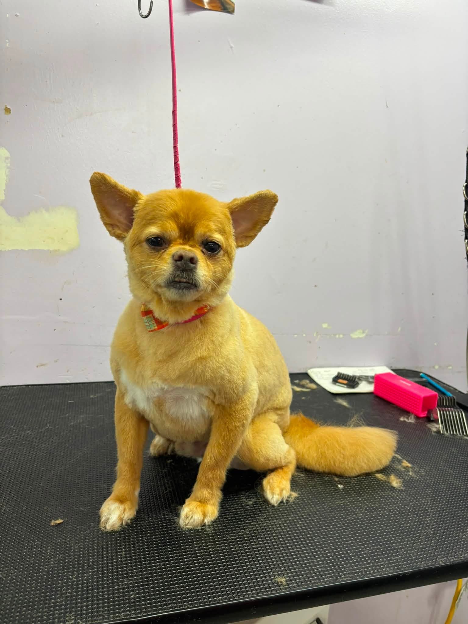 Freshly groomed tan Chihuahua mix wearing a plaid bowtie at Sittin' Pretty Pet Grooming