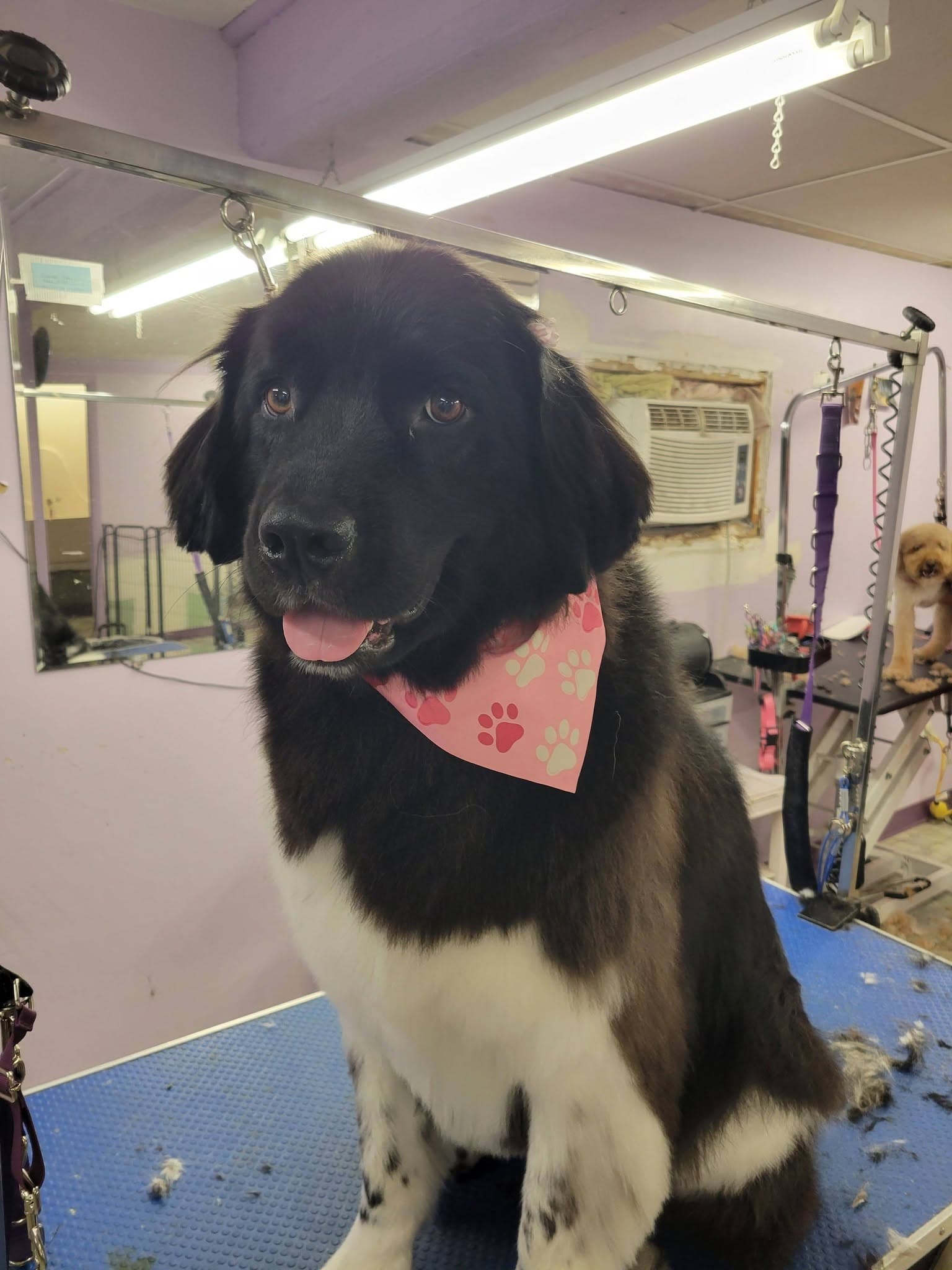 Happy large black and white fluffy dog wearing a bandana after grooming at Sittin' Pretty Pet Grooming
