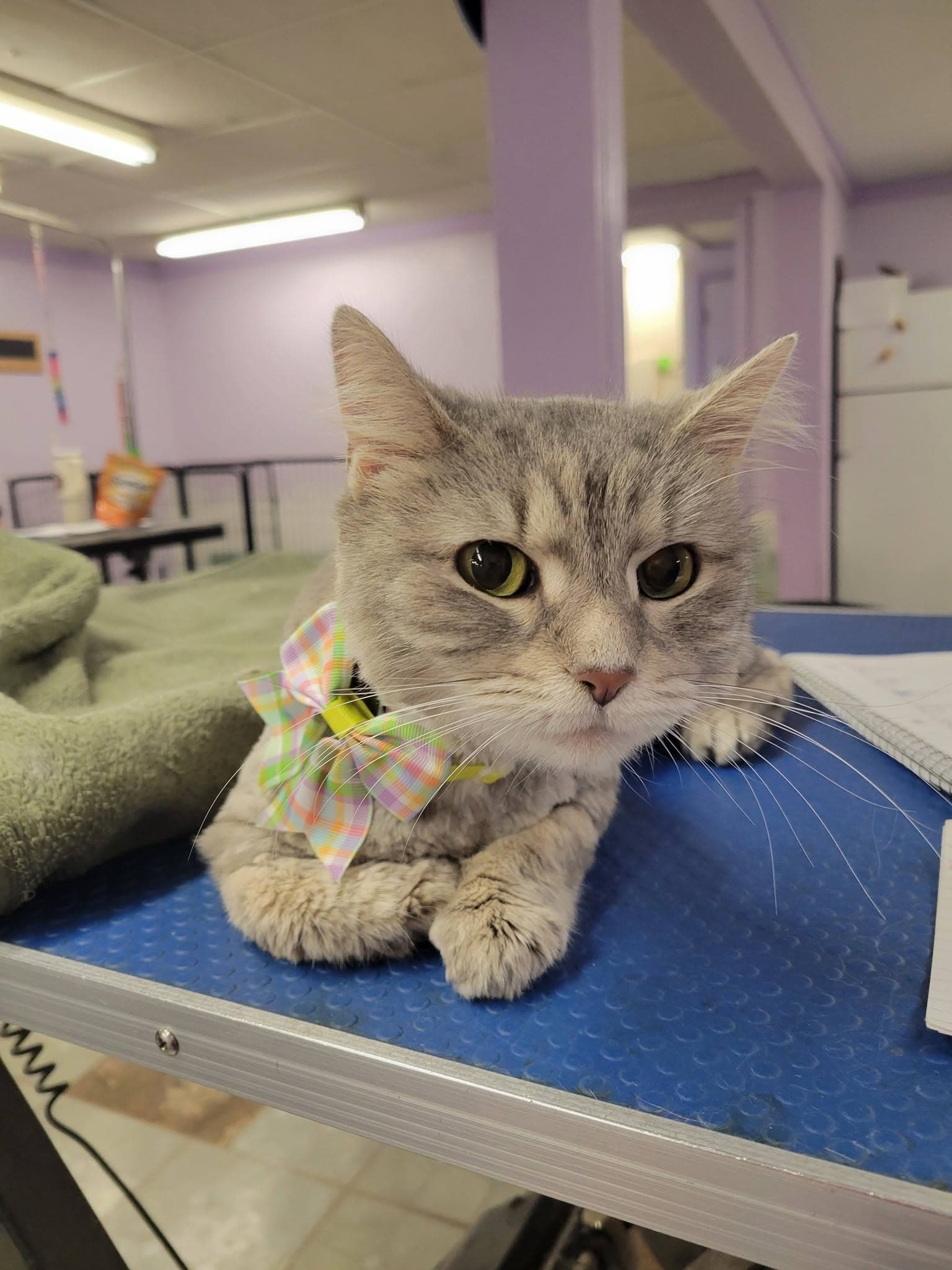 Gray tabby cat wearing a bow on the grooming table at Sittin' Pretty Pet Grooming