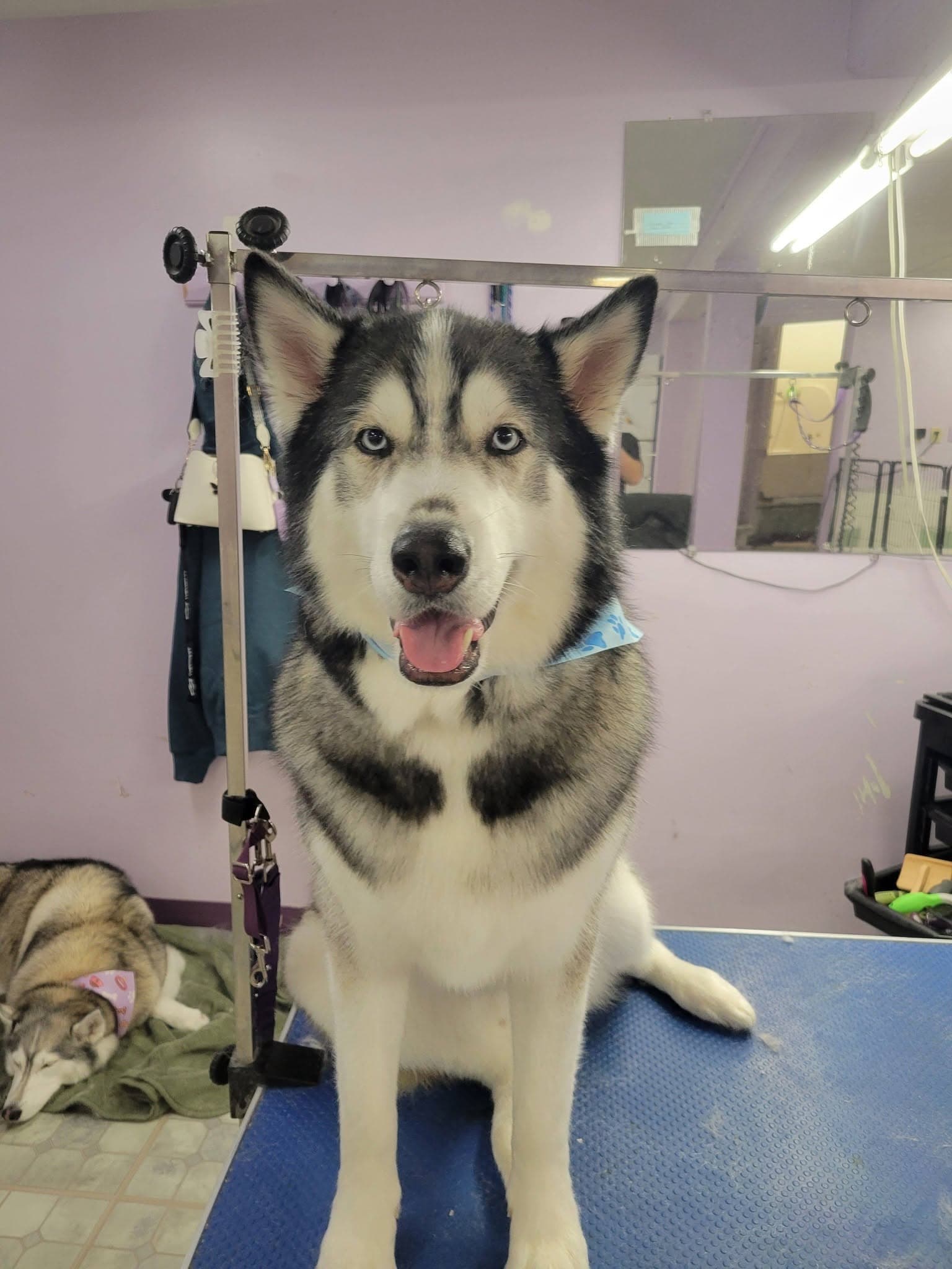 Groomed husky mix with blue eyes wearing a bandana at Sittin' Pretty Pet Grooming